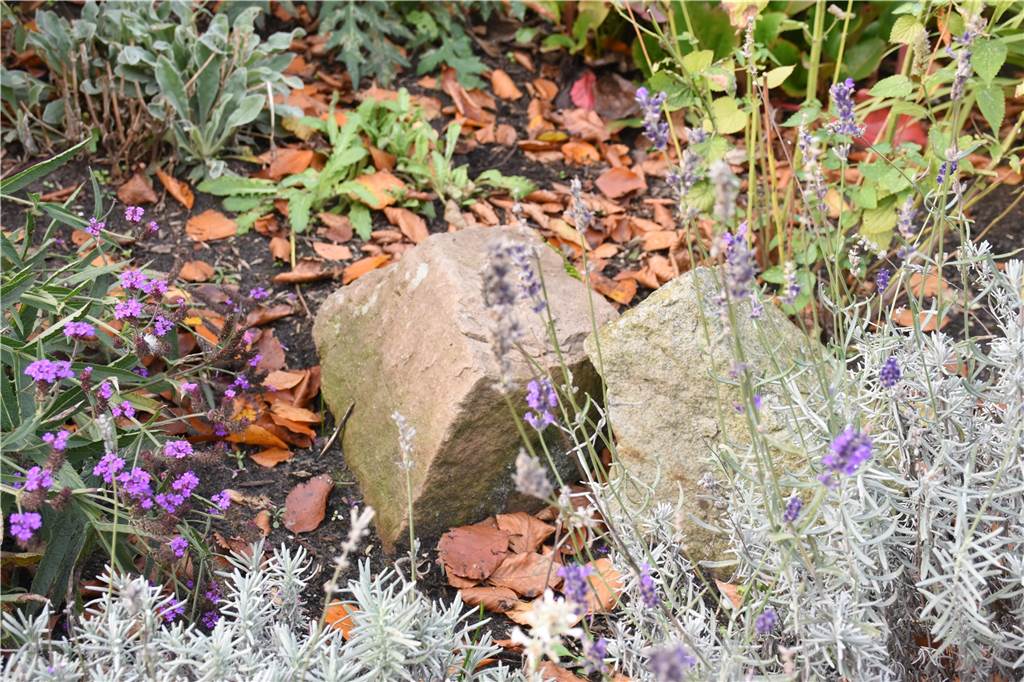 So pflegeleicht kann ein insektenfreundlicher Vorgarten sein Steine sind auch im Vorgarten von Familie Gerding zu finden, allerdings nicht in Form von Schotter, sondern als große Findlinge.