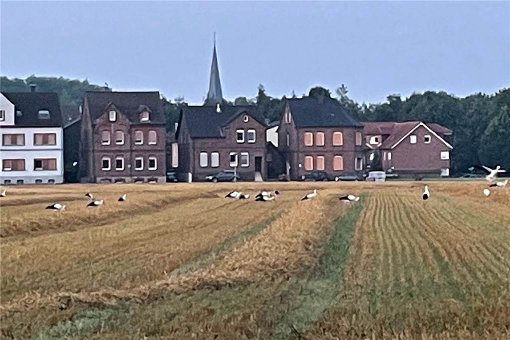 Experte Nowack zu Storch-Ansammlung: „Nicht alle sind Werner Bürger“ Storch-Invasion. Dieses Foto entstand am Donnerstagmorgen auf einem Feld am Fürstenhof.