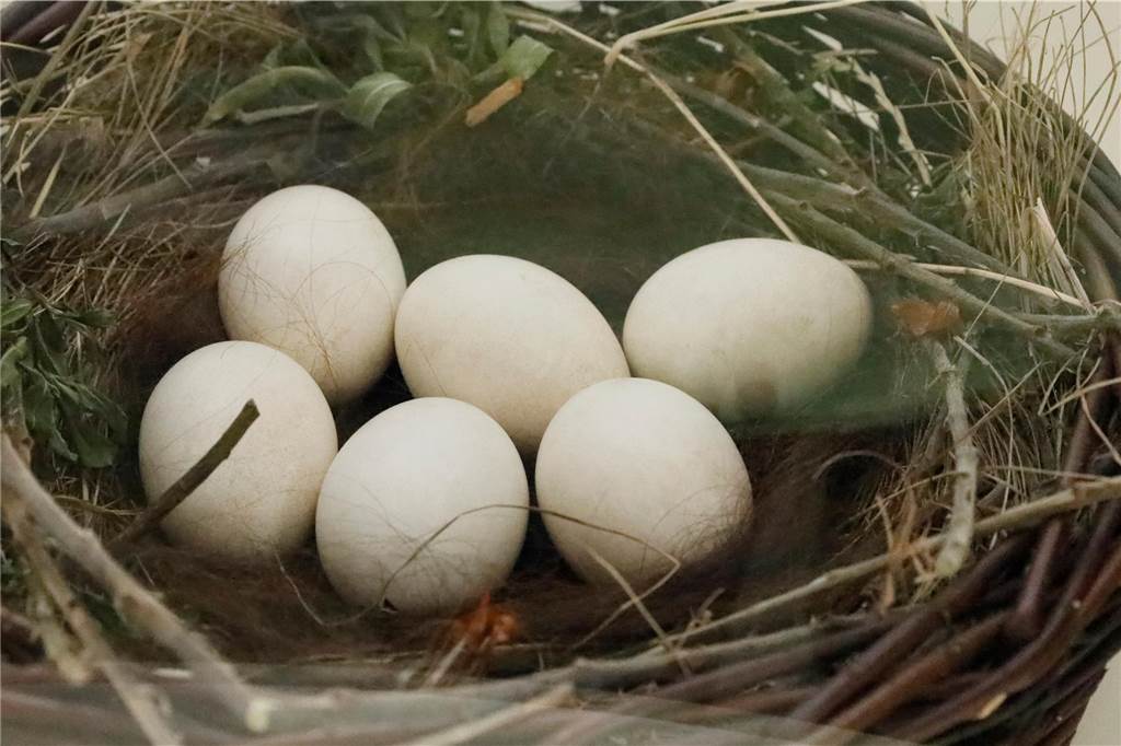 Storcheneier aus zwei Gelegen.