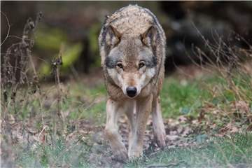 Streift tatsächlich ein solcher Wolf durch die Wälder ums Wasserschloss Westerwinkel?