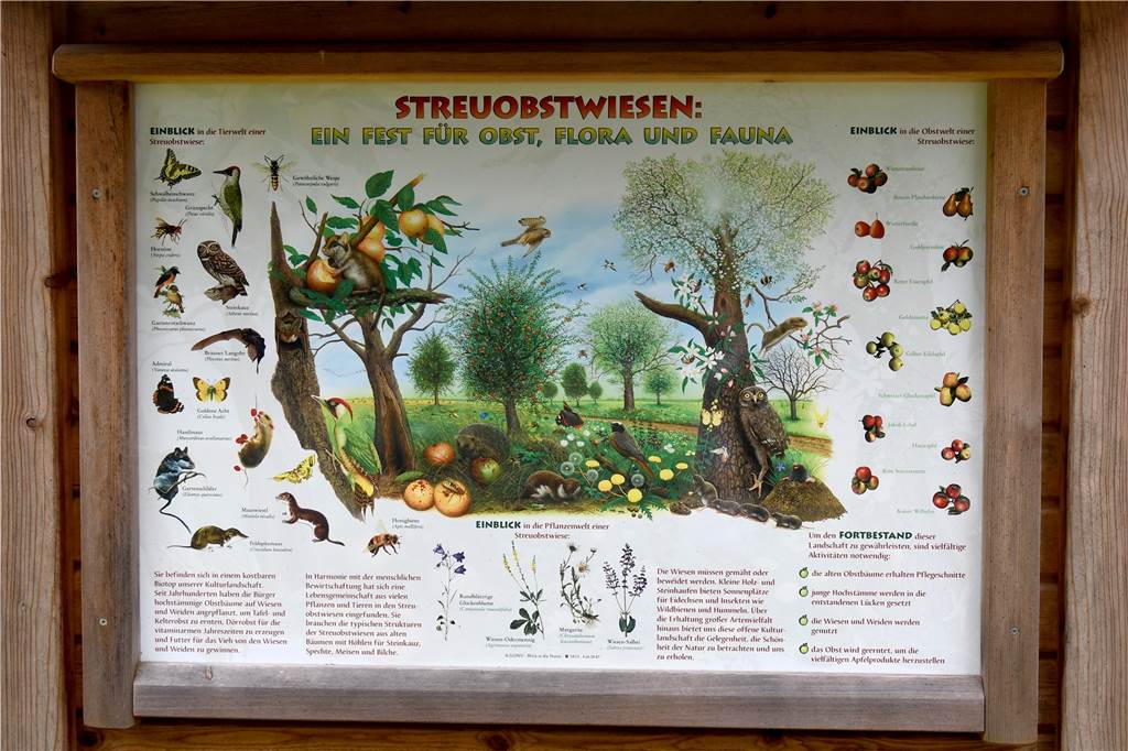 Heimat von mehr als 5000 Arten: Feste feiern für Streuobstwiesen im Kreis RE Streuobstwiesen sind „Ein Fest für Obst, Flora und Fauna“ heißt es auf einer Info-Tafel an der Biologischen Station Kreis Recklinghausen in Dorsten-Lembeck.