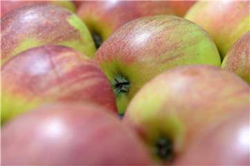 Süß oder sauer? Je nach Aroma und Festigkeit passen Äpfel zu unterschiedlichen Gerichten. Foto: Andrea Warnecke