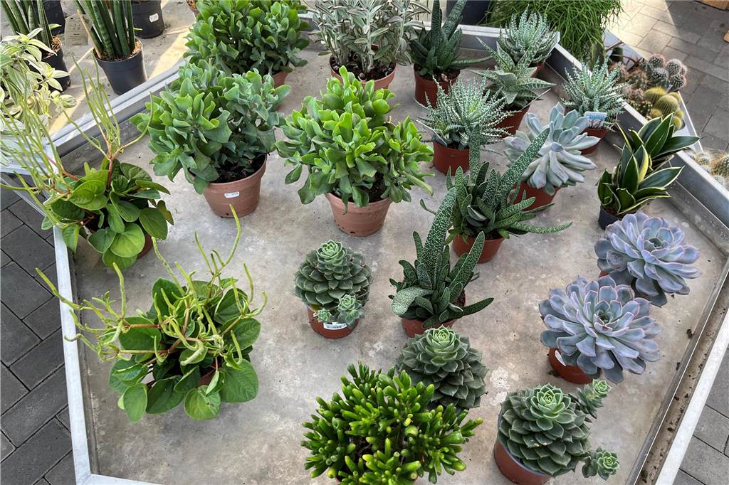 Pflanzen-Boom: Diese Pflanzen für Haus und Garten liegen im Trend Sukkulenten in der Gärtnerei Schwalvenberg.