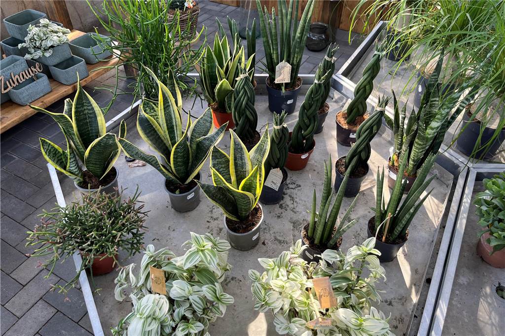 Pflanzen-Boom: Diese Pflanzen für Haus und Garten liegen im Trend Sukkulenten in der Gärtnerei Schwalvenberg.