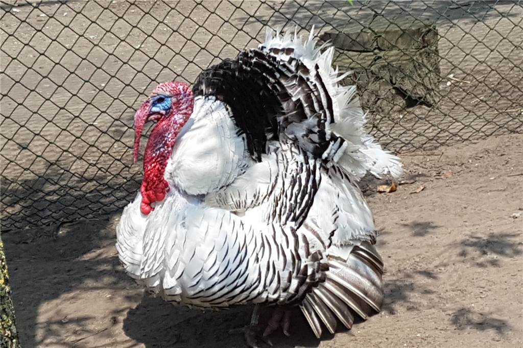 Viel los im Tierpark Gut Eversum: Neues von Pia, Sultan und ihren Freunden Sultan ist ein Truthahn und sehr zahm.