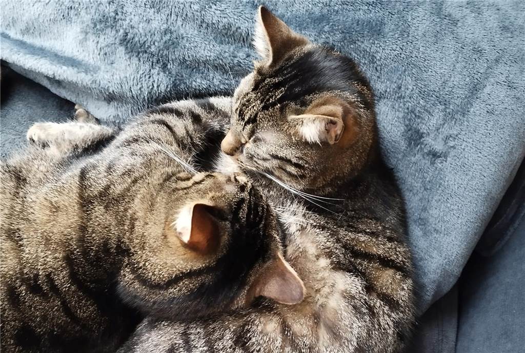 Zwei Kater kuscheln miteinander.