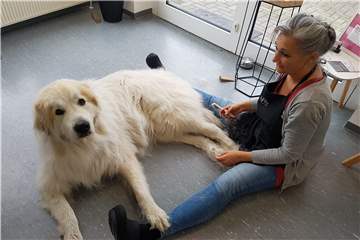Susanne Werner-Saracevic ist Hundefriseurin in Haltern.