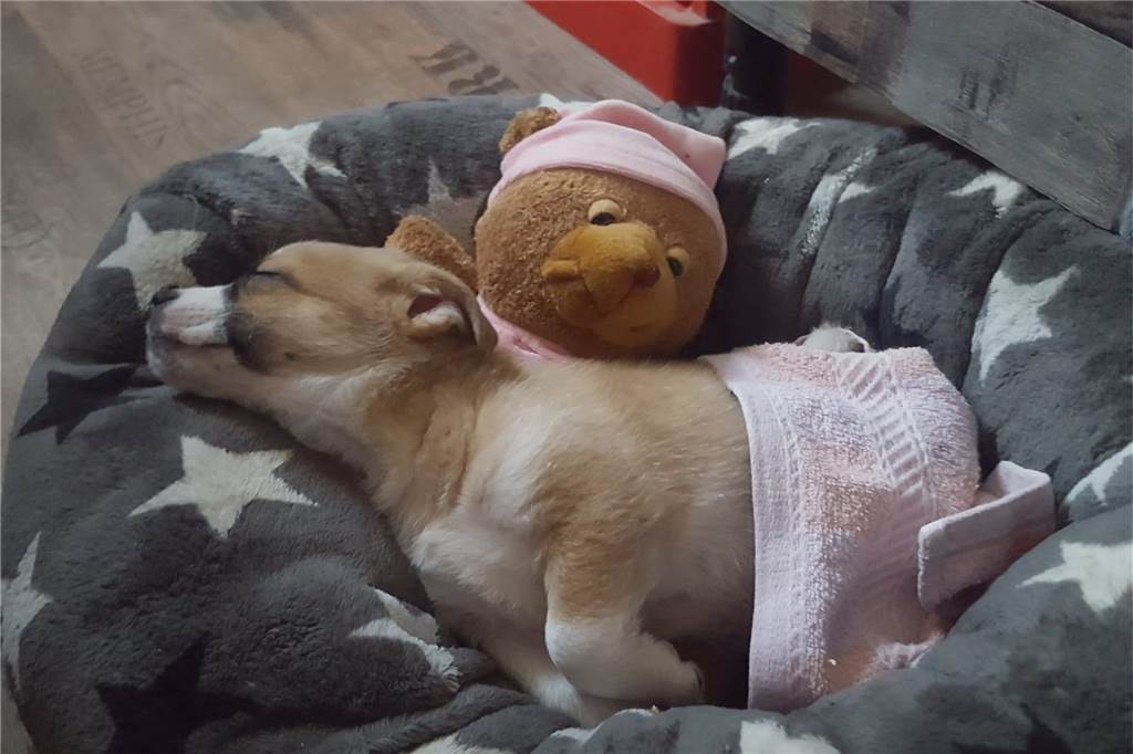 "Sweety" erholt sich nun im Körbchen eines anderen Hundes.