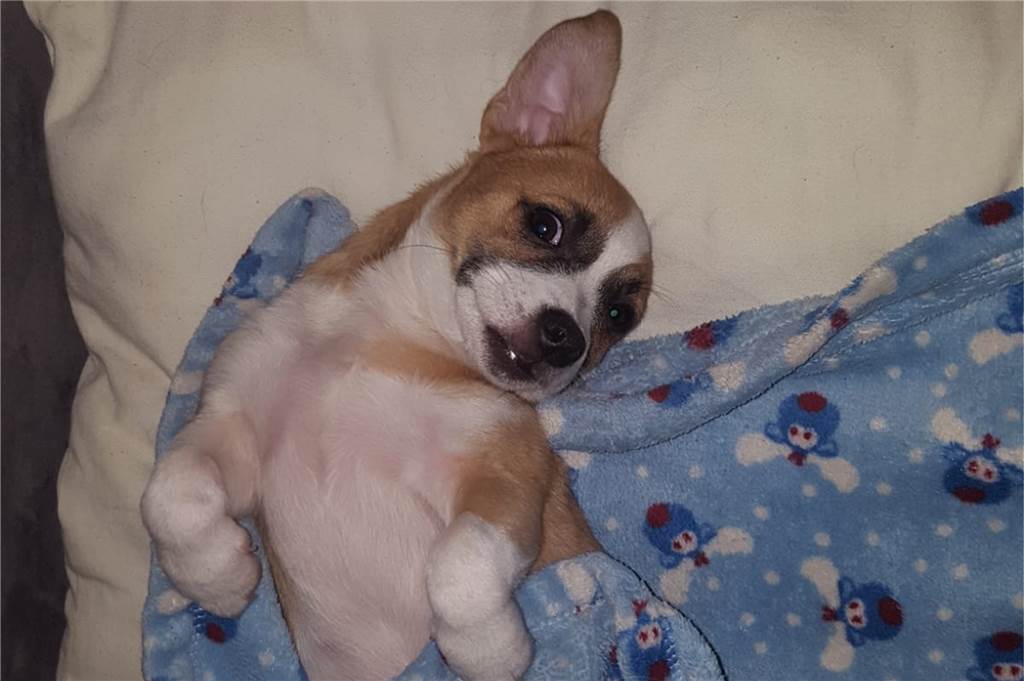 Nach Missbrauch als Fußball: Dem Hundewelpen Sweety geht es schlecht Sweety wird möglicherweise lebenslang unter seiner Misshandlung zu leiden haben