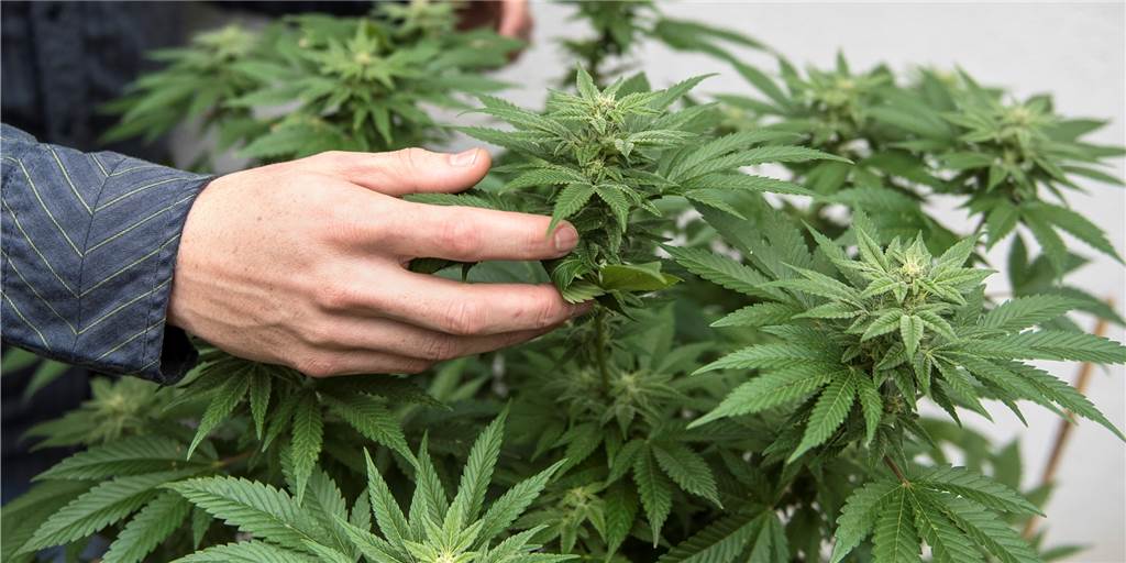 Polizei suchte nach Waffe und fand kleine Marihuana-Plantage Symbolbild: In einer Selmer Wohnung hat die Polizei eine kleine Plantage mit Marihuana-Pflanzen entdeckt.