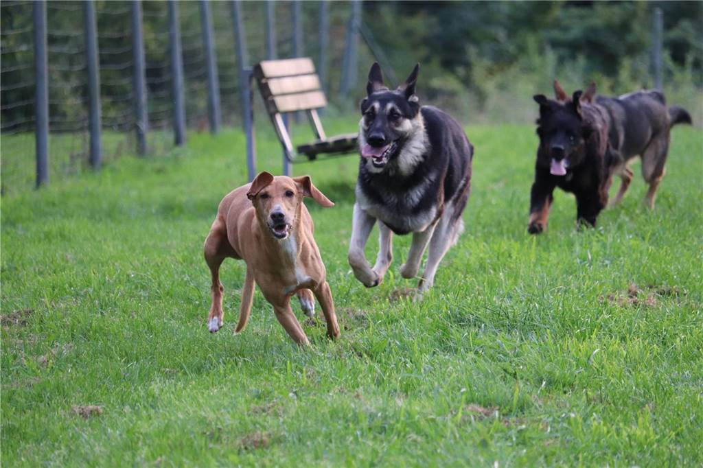 Hundehalter wünschen sich eine Freilauffläche für Raesfeld und Erle Hunde laufen frei auf einer Hundewiese