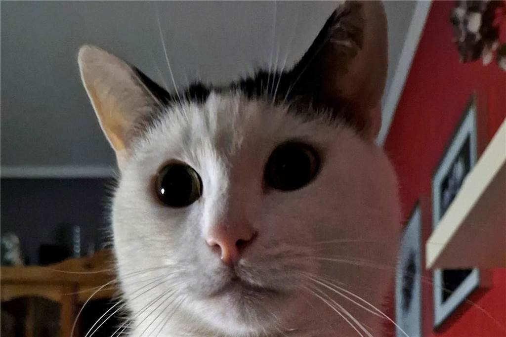 Ein schwarz-weißer Kater schaut in die Kamera.