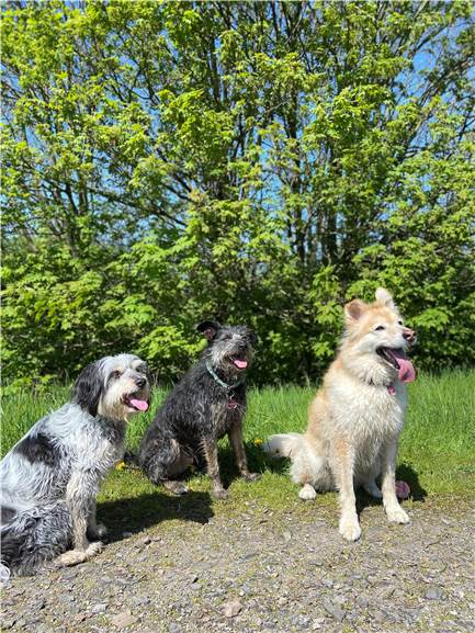 Tanja Romeikat hat ihre Hunde Vessla, Medana und Gypsy alle aus dem Tierschutz geholt.