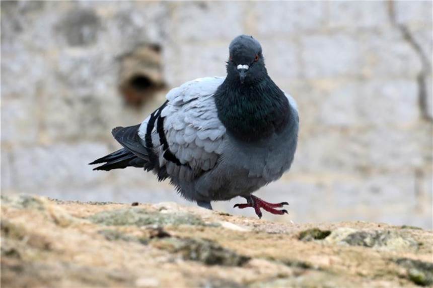 Tauben übertragen nicht mehr Krankheiten als andere Tiere Tauben gibt es in jeder Stadt. Die Vögel sind bei den Menschen aber nicht unbedingt beliebt. Foto: Andrea Warnecke
