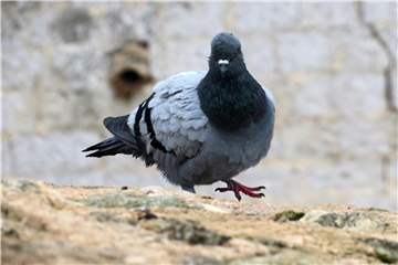 Tauben gibt es in jeder Stadt. Die Vögel sind bei den Menschen aber nicht unbedingt beliebt. Foto: Andrea Warnecke