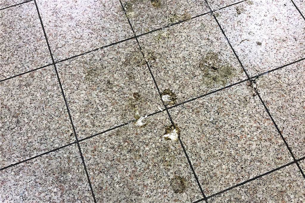 „Richtig peinlich“: Dortmunder schämen sich für ihren S-Bahnhof Taubenkot auf dem Boden oder dem Handlauf gibt es weiterhin, aber längst nicht mehr so viel wie früher.