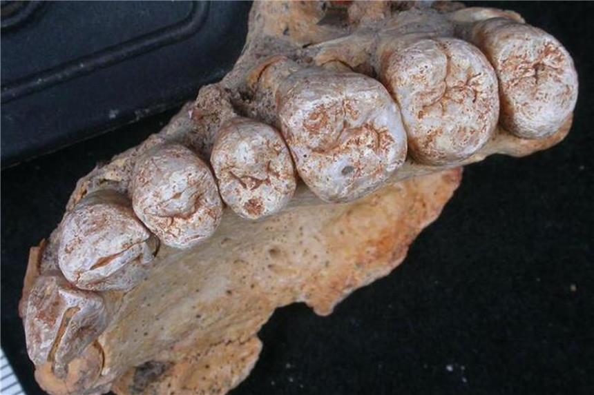 Moderner Mensch verließ Afrika früher als gedacht Teil eines Oberkiefers und acht Zähne, die von einem internationalen Forscherteam auf ein Alter von etwa 180.000 Jahren bestimmt wurden. Foto: Israel Hershkovitz, Tel Aviv University
