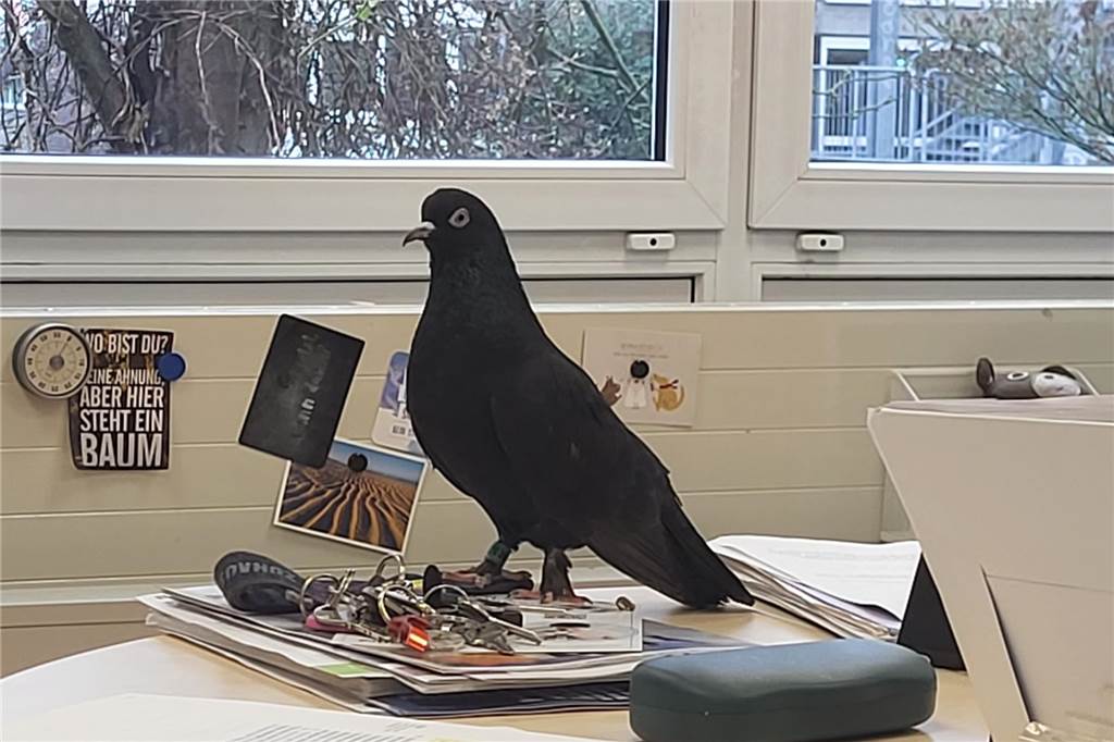 Taubenfund am EBG: Besitzer von „Theo“ noch nicht gefunden Der Besuch erfolgte nicht ohne "Hinterlassenschaften".