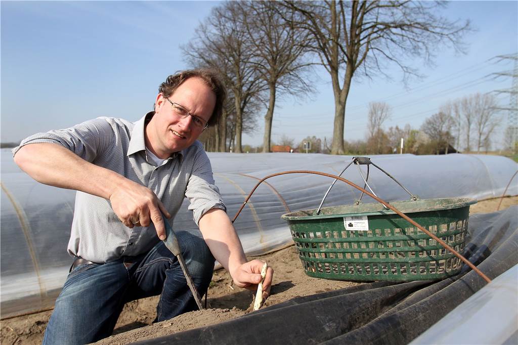 Spargel wird teurer: Landwirte müssen Ernte-Probleme an Kunden weitergeben Thorsten Bleckmann verzichtet anders als in den Vorjahren bewusst auf die frühe Ernte.