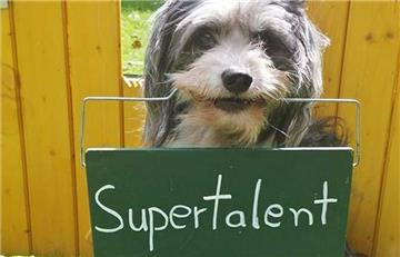 Tibet-Terrier-Mischling Tom Tom aus Mengede ist ein Supertalent. Aber ins Finale der Show durfte er nicht.