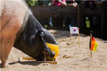 Tier-Orakel "Harry". Foto: Rolf Vennenbernd