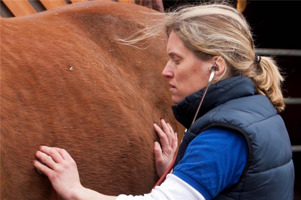 Aufnahmestopp bei Tierarztpraxen: Personalkampf mit Pharmaindustrie Petra Dreikauss hört ein Pferd ab.