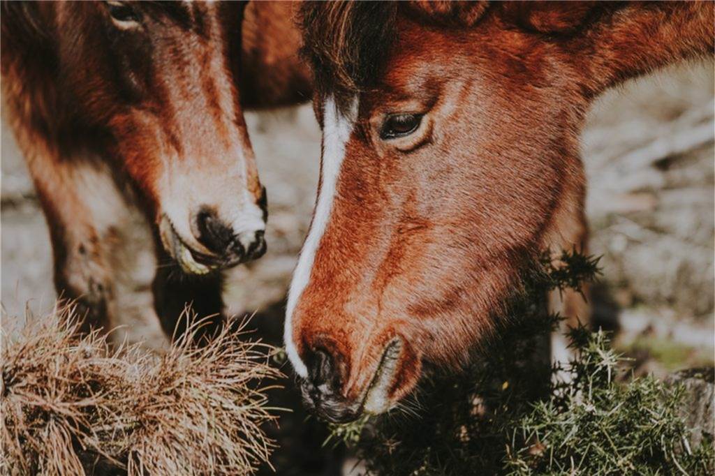 Tiere aus nächster Nähe - zum Streicheln und Anfassen.