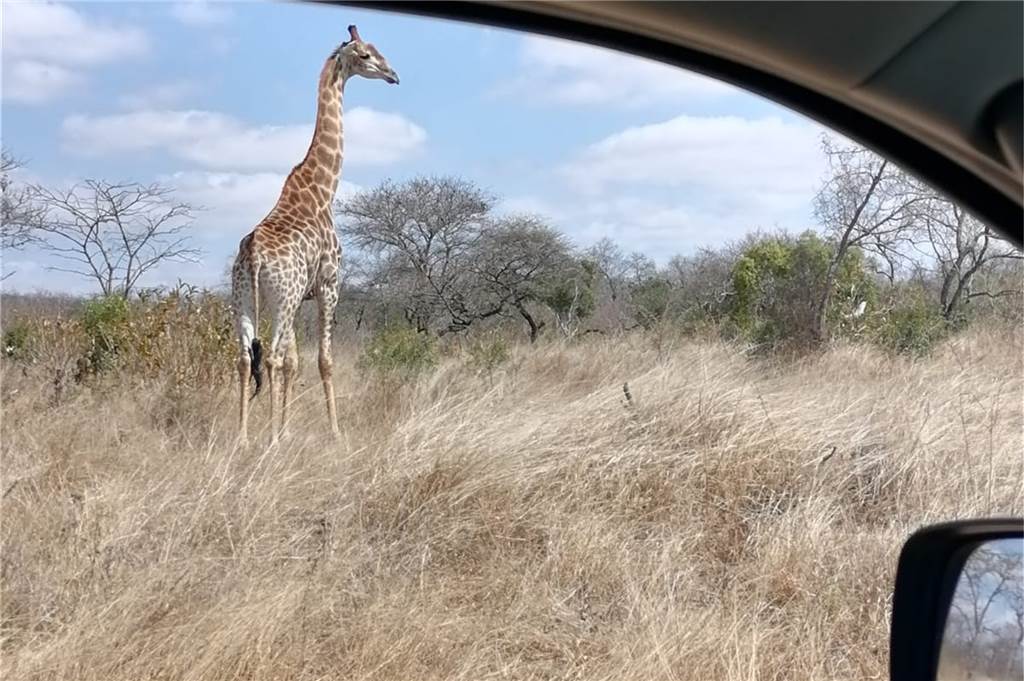Tiere, die viele nur aus dem Zoo kennen: In Südafrika erlebt man sie hautnah.