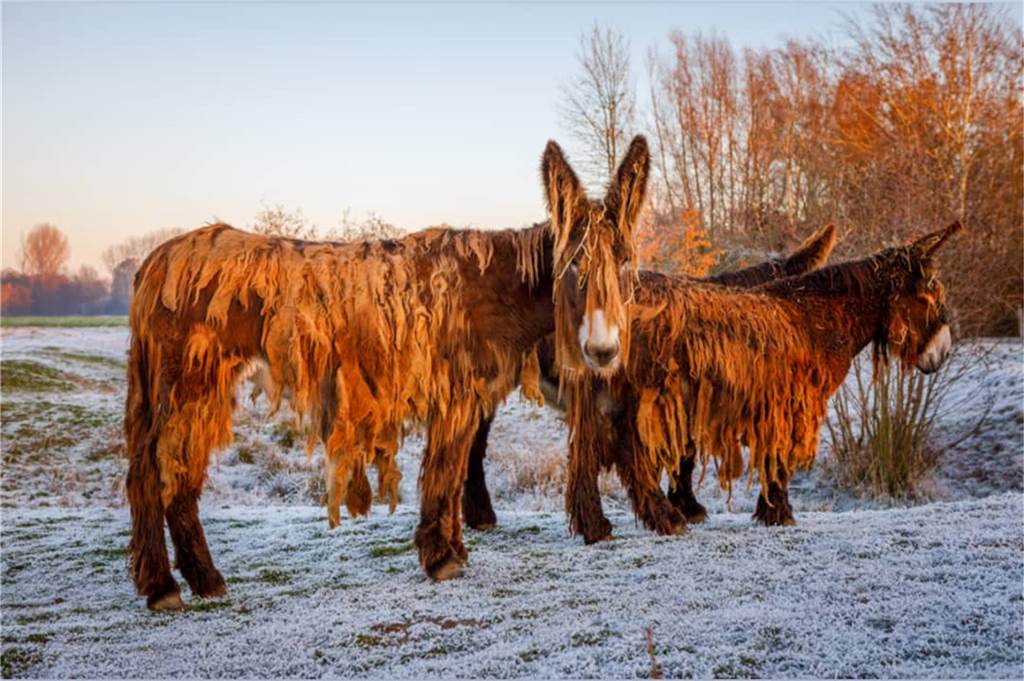 Tiere im Schnee.