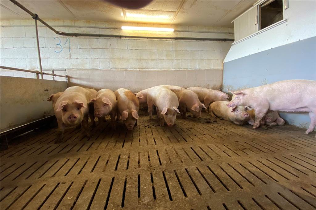 Schweine Haltungsstufe 2 Massentierhaltung Mastbetrieb Hagemann Schweinefleische 