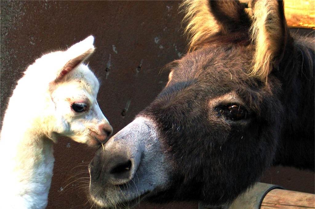 Ideen für den Familienausflug: Schöne und nahe Ziele in der Region Tiere sind toll und auch in der Pandemie gibt es Möglichkeiten, sie zu besuchen. Beispielsweise im Tierpark Bochum, der aktuell trotz Corona geöffnet ist. Schnelltests kann man vor Ort durchführen.