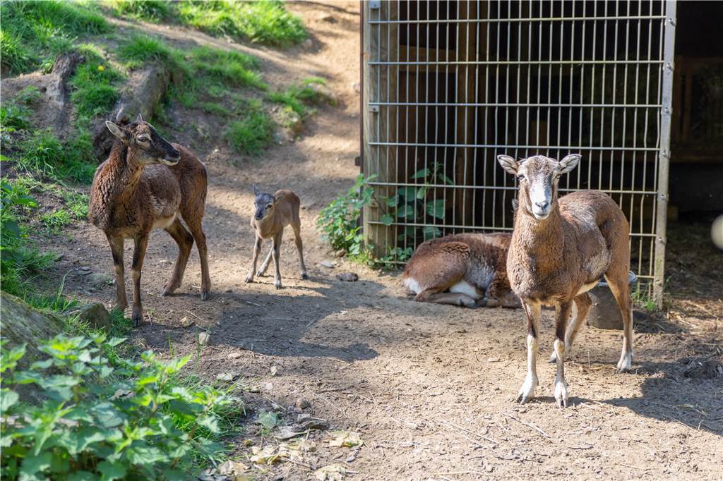 Tierische Highlights auf dem Grundstück in Grafenwald: ein zwei Wochen altes Mufflon-Jungtier.