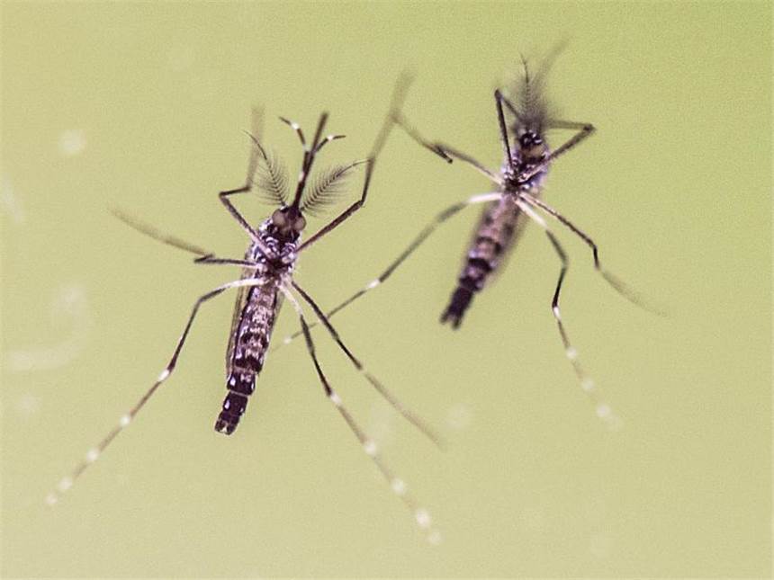 Hintergrund: Das Zika-Virus Tigermücken gelten als Hauptüberträger des Zika-Virus. Foto: Boris Roessler