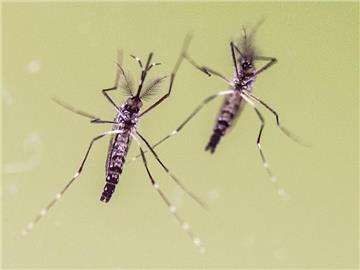Tigermücken gelten als Hauptüberträger des Zika-Virus. Foto: Boris Roessler