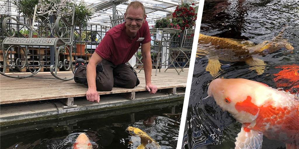 Koi im Ententeich ausgesetzt – Experte Tim Kerger: „Andere Fische könnten sterben“ Tim Kerger (41) kennt seine Koi-Karpfen. Er sagt: Das Tierschutzgesetz verbietet, sie einfach auszusetzen.