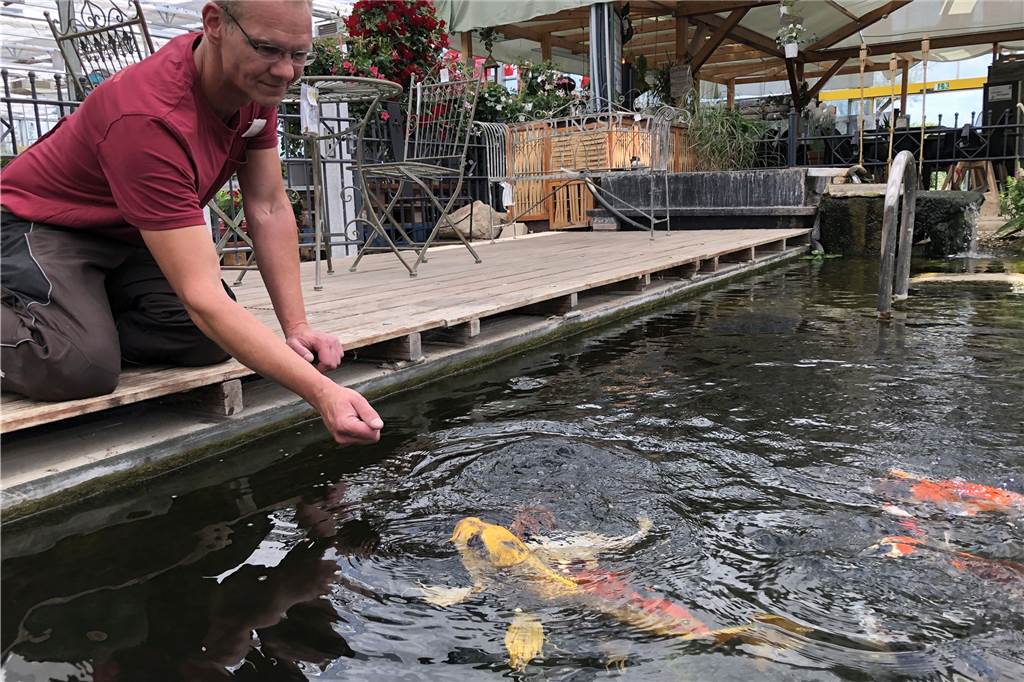 Koi im Ententeich ausgesetzt – Experte Tim Kerger: „Andere Fische könnten sterben“ Tim Kerger und seine Kois: Die Tier erkennen ihn von Weitem, teilweise fressen sie ihm sogar aus der Hand.
