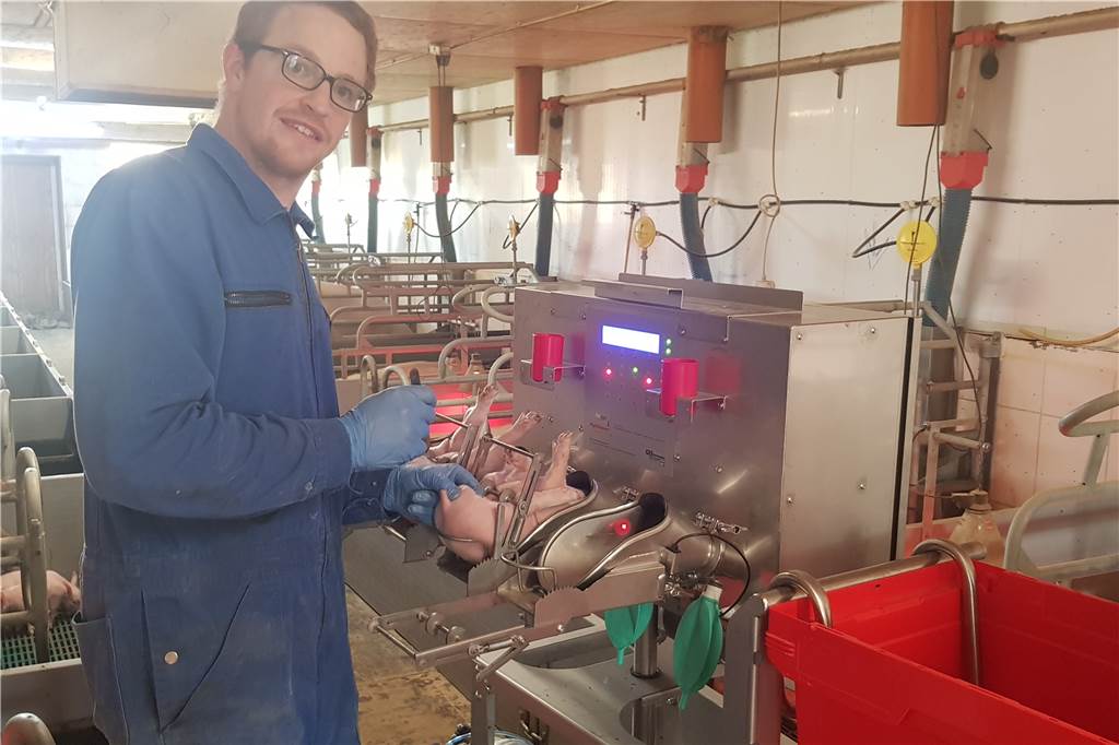 2021 steht für Herberner Landwirt Großerichter im Zeichen des Tierwohls Tobias Großerichter musste einen zweitägigen Lehrgang absolvieren, um seine Ferkel mit der neuen Methode selbst kastrieren zu dürfen.