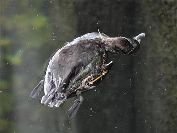 Tote Ente im Hafenbecken von Überlingen am Bodensee. Am Dienstag war die gefährliche Form der Vogelgrippe bereits in Schleswig-Holstein festgestellt worden. Auch aus Polen, Kroatien und Ungarn wurden Vogelgrippe-Fälle gemeldet. Foto: Felix Kästle
