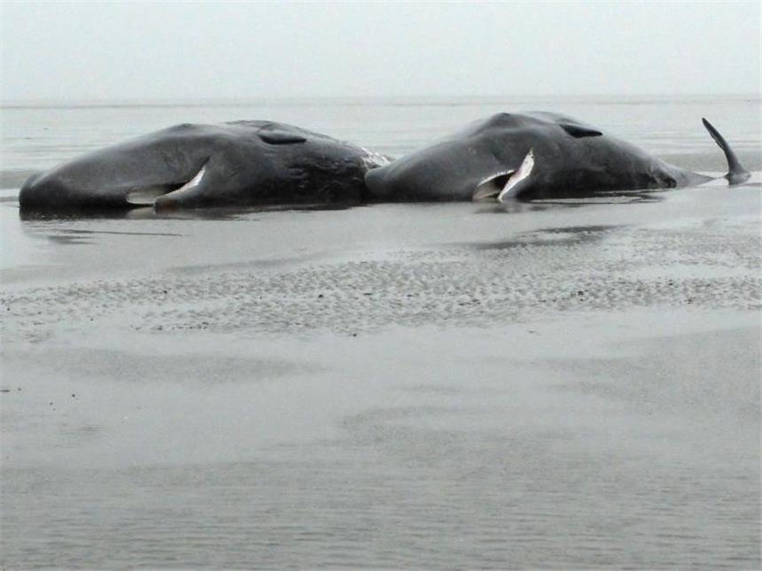 Weitere tote Pottwale nahe Büsum entdeckt Tote Pottwale liegen im Wattenmeer vor dem Kaiser-Wilhelm-Koog. Insgesamt acht junge Bullen verendeten rund zwei Kilometer vor der Küste Dithmarschens. Foto: Hendrik Brunckhorst/LKN.SH