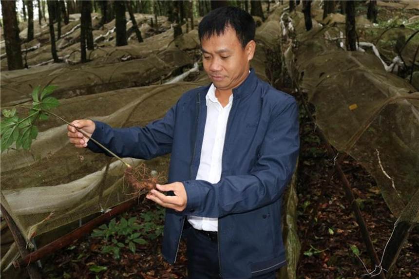 Ginseng-Rettung: Vietnamese hortet die Heilwurzel Tran Hoan will eine nachhaltige Ginseng-Produktion aufbauen. Foto: