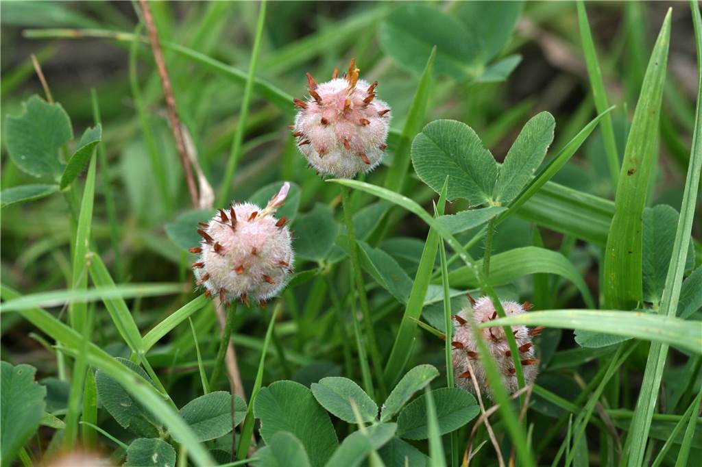 Rinderherde am Schloss Nordkirchen steht im Dienst des Naturschutzes Trifolium fragiferum - oder auf deutsch Erdbeerklee - ist auf der Vorwarnliste der roten Liste bedrohter Arten. Die Pflanze ist in Deutschland selten geworden. Die größten Bestände von Erdbeerklee finden sich im Kreis Coesfeld auf den Wiesen rund um das Schloss Nordkirchen.