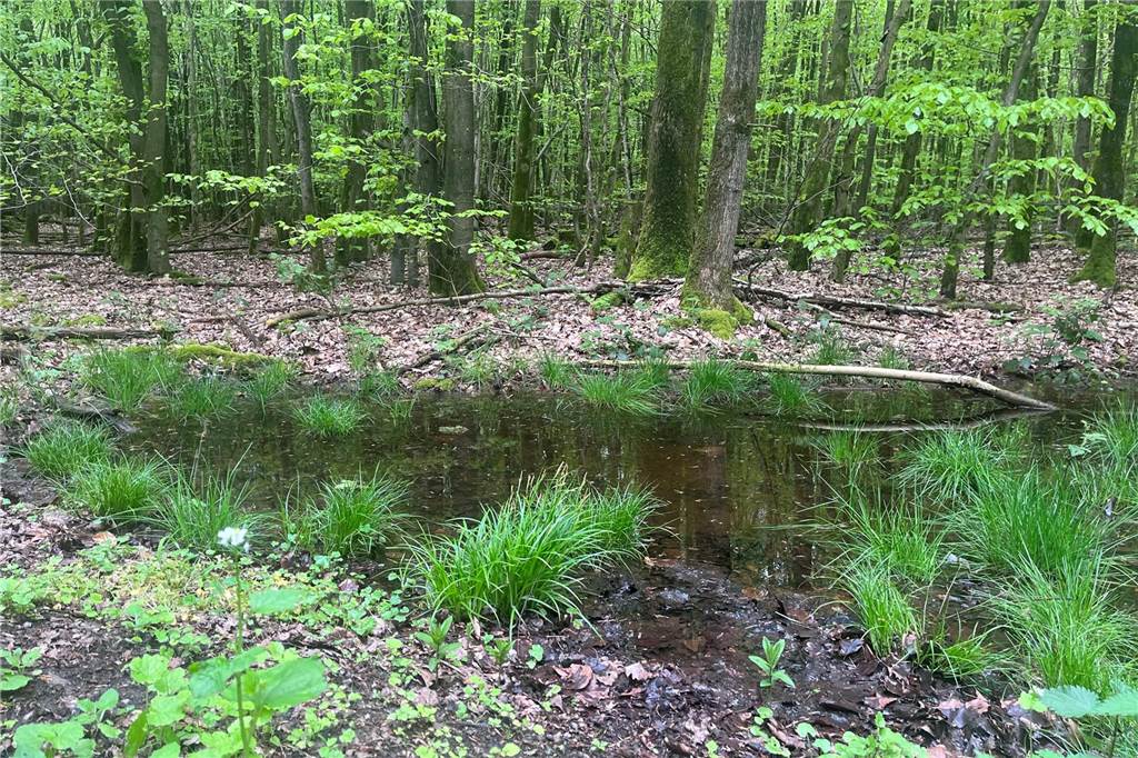 Waldbrandschutz in Selm: „Wir müssen die Situation im Auge behalten“ Trockenheit herrscht im Cappenberger Forst derzeit nicht. Das macht den Forst weniger anfällig für Waldbrände. Dennoch schwinge die Gefahr immer mit, sagt Förster Elmar Berks.