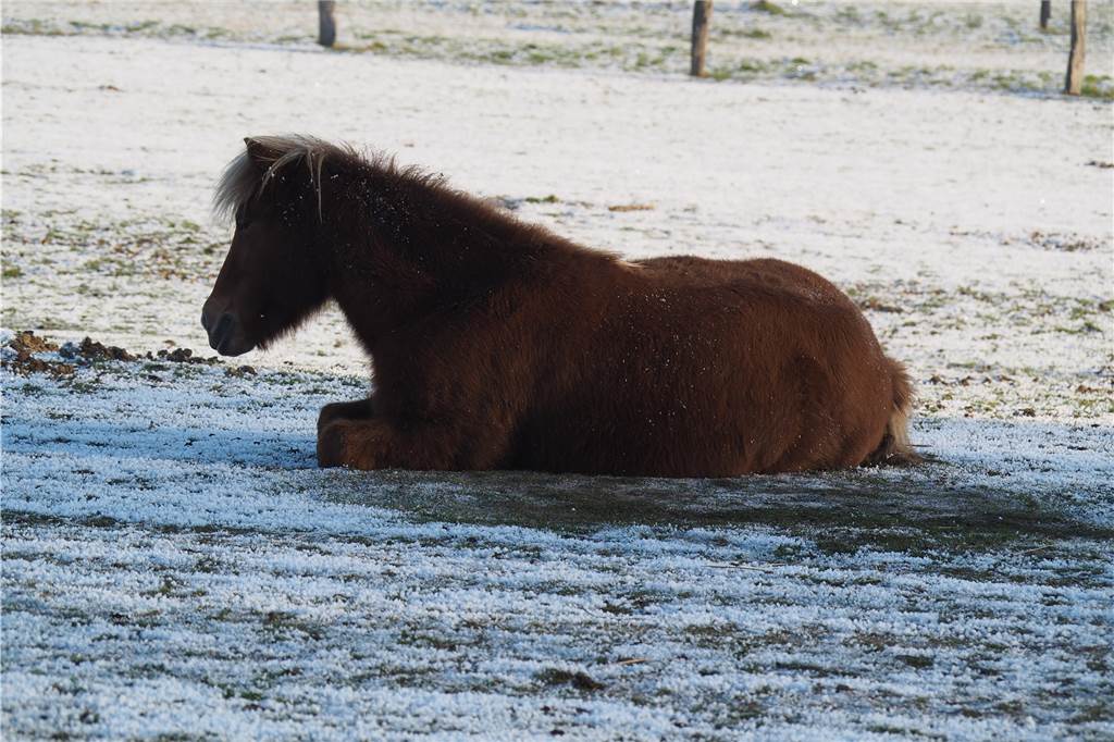 Trotz Minusgrad scheint es den Pferden auf einer Wiese in Vinnum gut zu gehen.