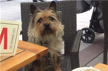 Trotz seiner Blindheit kommt der Terrier Kai Uwe gut durchs Leben.