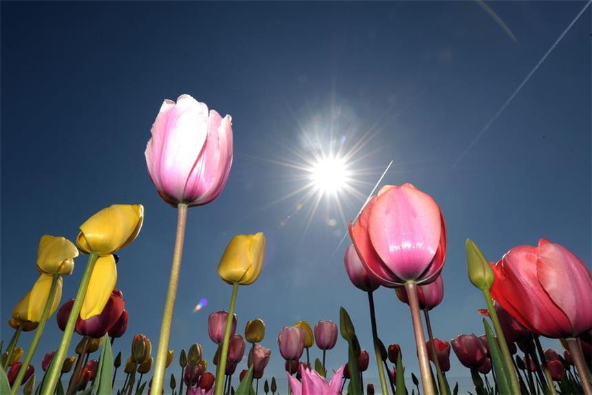 Das waren alle Landesgartenschauen in NRW Tulpen auf der Landesgartenschau in Zülpich.