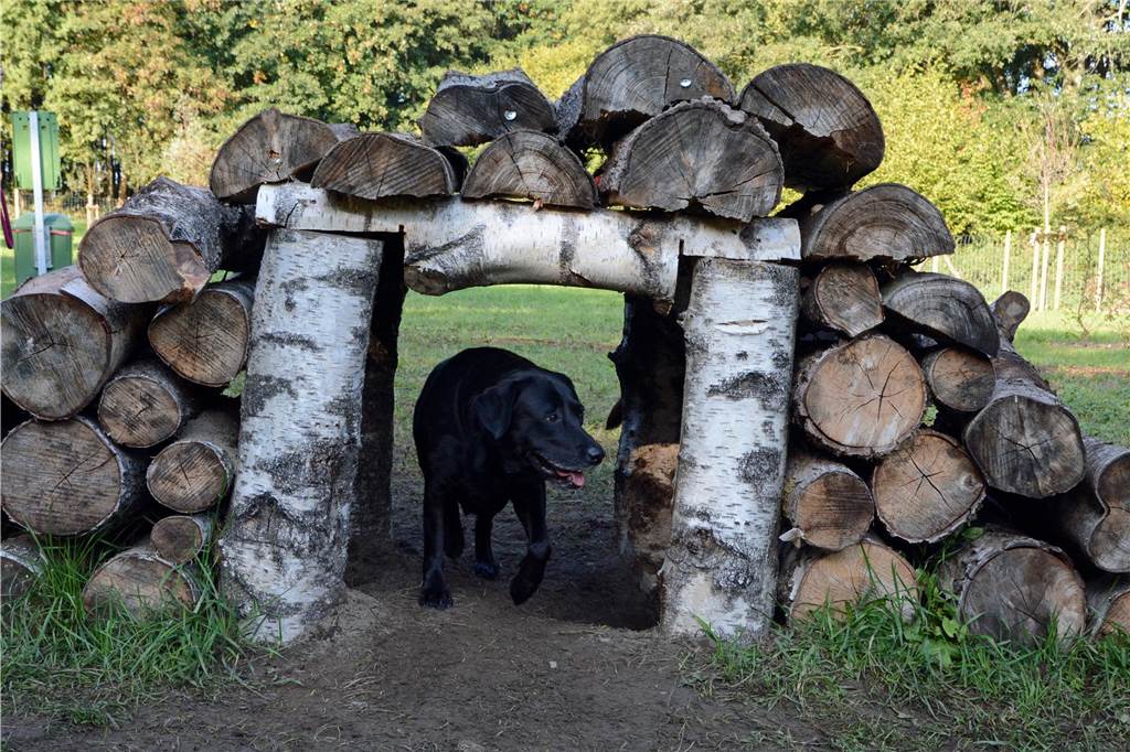 Reaktionen auf Hundezählung: „Schlimmer als GEZ“ Tunnel und Brücke zugleich ist dieses Holzbauwerk auf dem Gelände der Hundewiese.