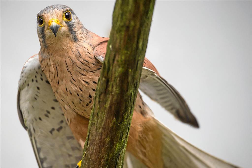 Turmfalken brüten seit 30 Jahren auf Strommasten in luftiger Höhe Turmfalken sind Höhlenbrüter. In den Stadtbezirken Brackel und Scharnhorst nutzen sie die Nisthilfen der Agard