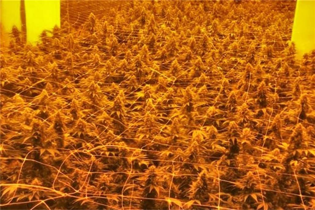 Drogenplantage in Ottenstein: Diskussion um das Vorgehen der Polizei Über 1200 Cannabispflanzen fand die Polizei in einer Lagerhalle in Ottenstein.