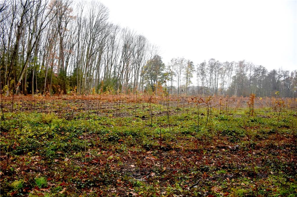Clemens-August Brüggemann trommelt für seine Idee vom Bürgerforst Über 2800 Bäume wurden auf der etwa einen Hektar großen Fläche angepflanzt. Der Borkenkäfer hatte dort eine Kiefernschonung binnen zwei Jahren völlig vernichtet. Nicht nur materiell ein immenser Schaden. Für die Besucher der Haarmühle sollte das Areal schnell wieder aufgeforstet werden.