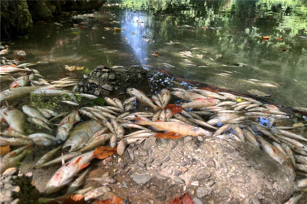 Anwohner sind stinksauer: „Gelsenwasser ist sehenden Auges in die Katastrophe gegangen“ Tote Fische liegen 2022 im August am Ufer der Stever in Haltern am See.